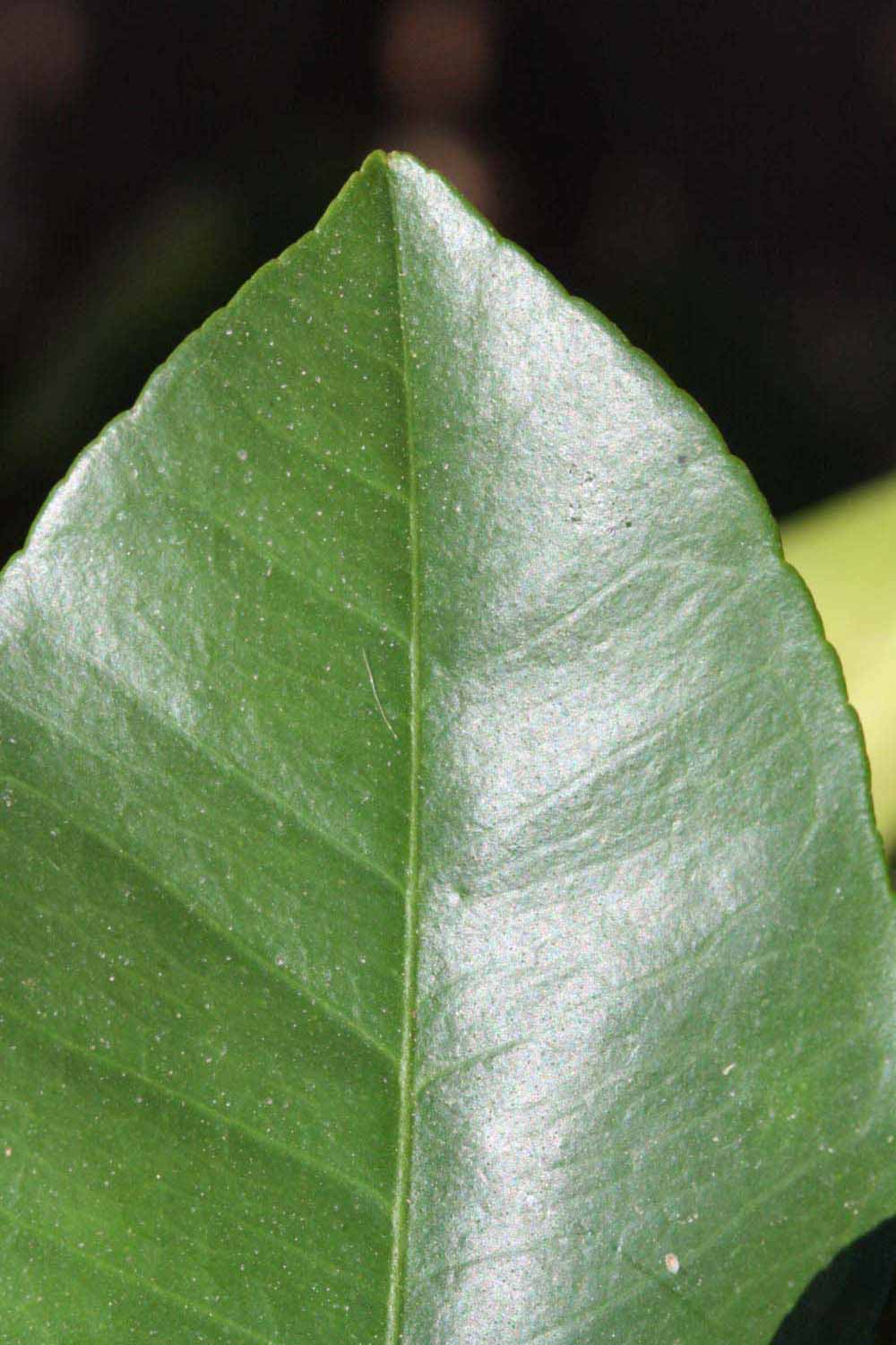               Margin (Riverside, CA)       